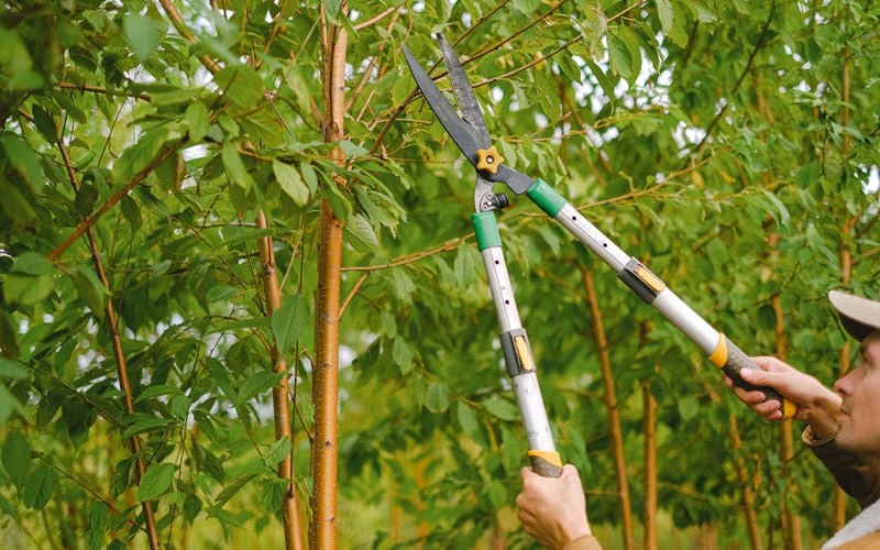 Tree trimming in Rose, OK