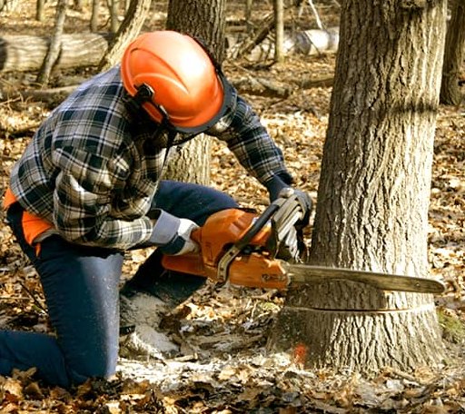 Tree Removal in Rose, OK